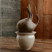 グラキリス M - 象牙宮 -［No.207］  ×   坂本新 作「 LUSTER OVERGLAZE - white pearl -  」3.5号 植木鉢 笠間焼