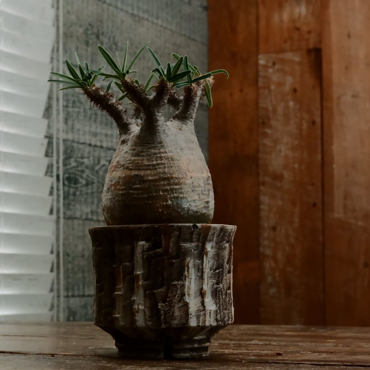 グラキリス S - 象牙宮 -［No.197］ × 沼野秀章 作「 刻ム音 」3.5号