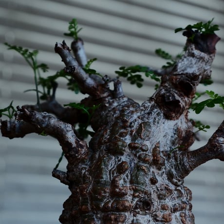オペルクリカリア パキプス［No.44］  ×   沼野秀章 作「 black wrap 」3号 植木鉢 笠間焼