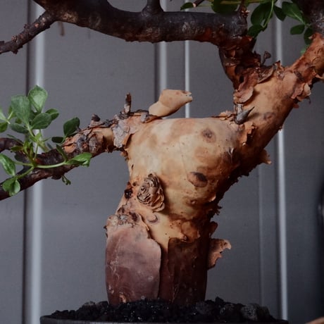 コミフォラ カタフ ピュア［No.02］  × 杉山悠 作 φ10.5cm 植木鉢 笠間焼
