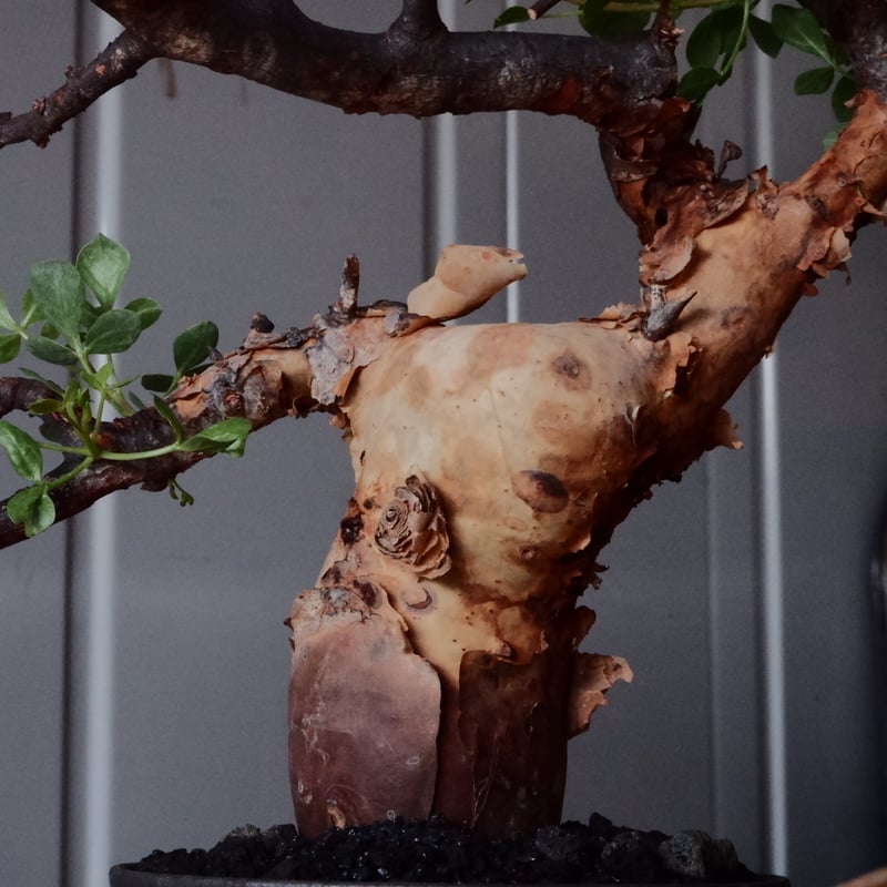 コミフォラ カタフ ピュア［No.02］ × 杉山悠 作 φ10.5cm 植木鉢