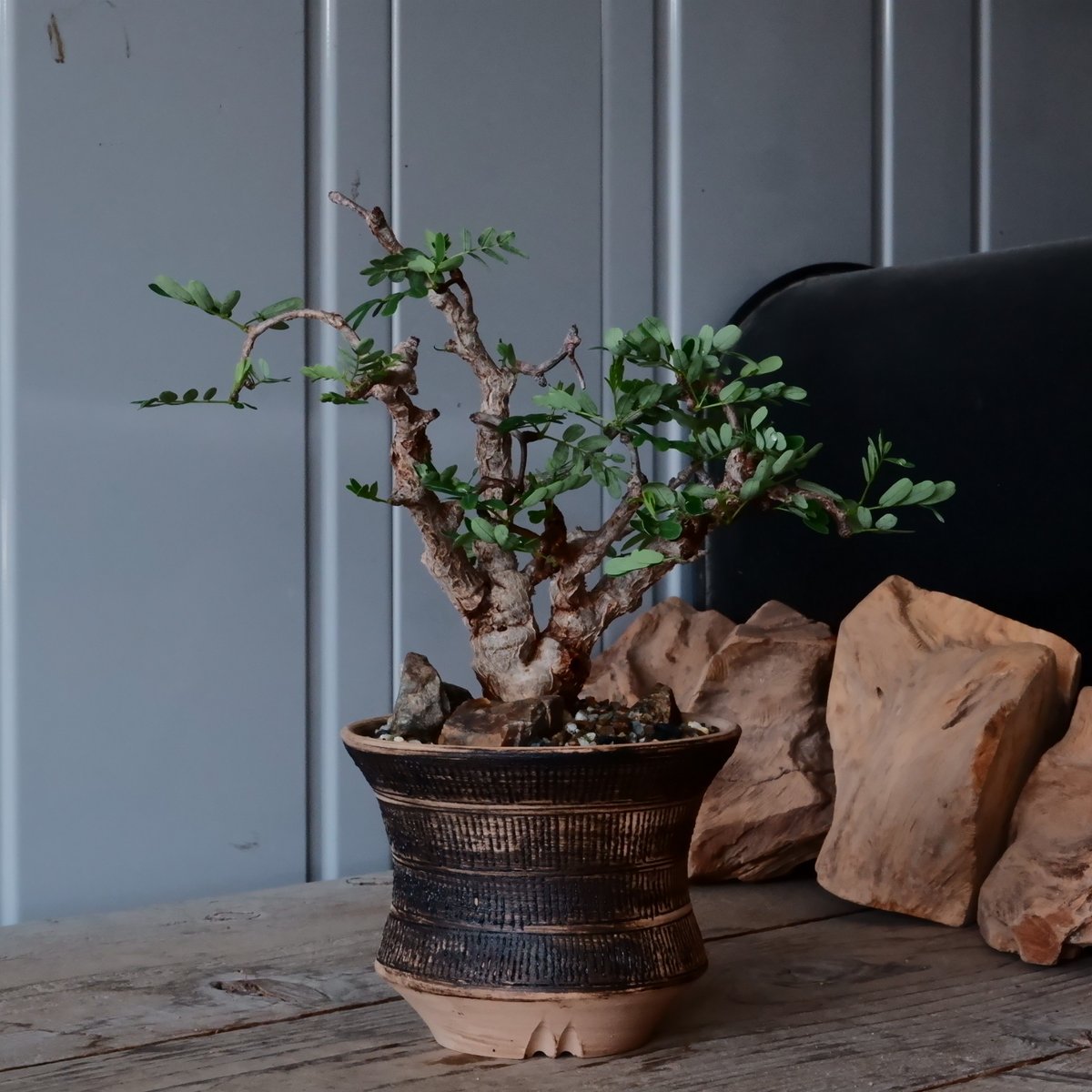 センナ メリディオナリス 現地株 発根済［No.32］ × 森田昌求 作