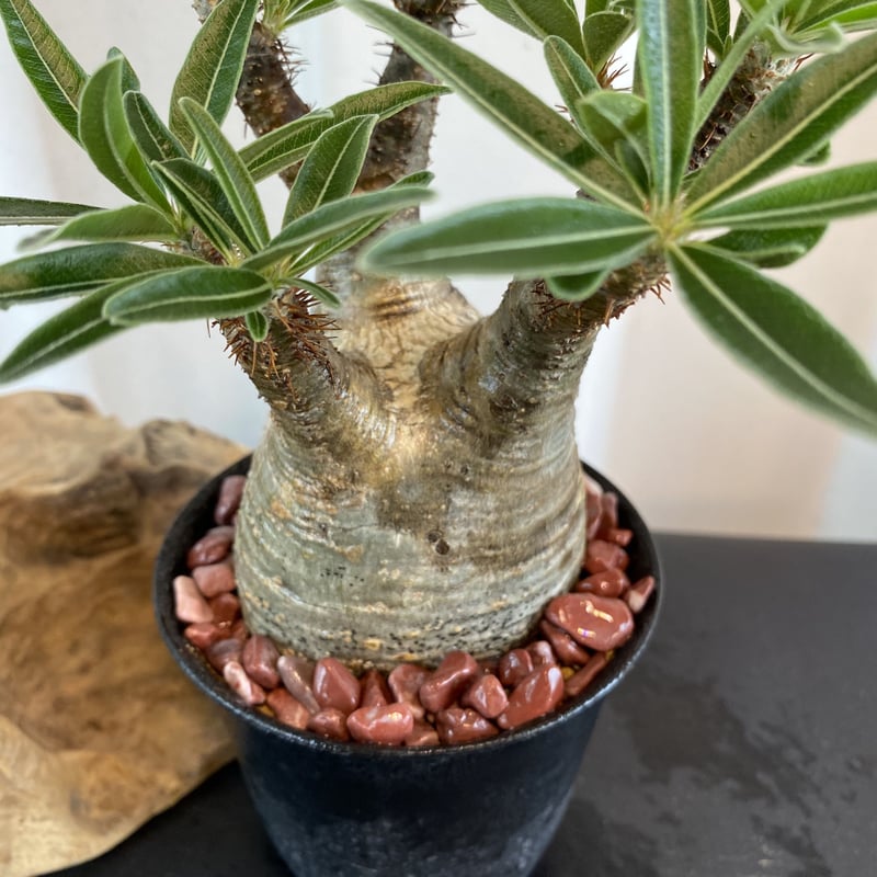 グラキリス 発根済 2020年8月輸入 現地株】BH-C46 化粧石付き | Botani