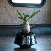 【国内実生】パキポディウム・カクチペス［No.03］× 坂本新 作 作品【  LUSTER BLACK 】3号 植木鉢 笠間焼