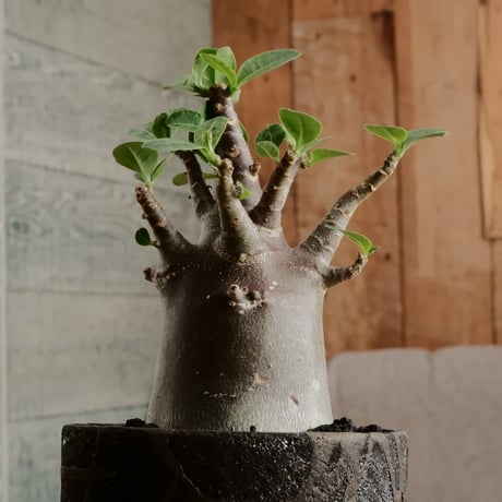 《黒肌》アデニウム アラビカム  "ドワーフ - black skin - "  φ7cm［No.11］  ×   沼野秀章 作「 black wrap 」3.5号 植木鉢 笠間焼