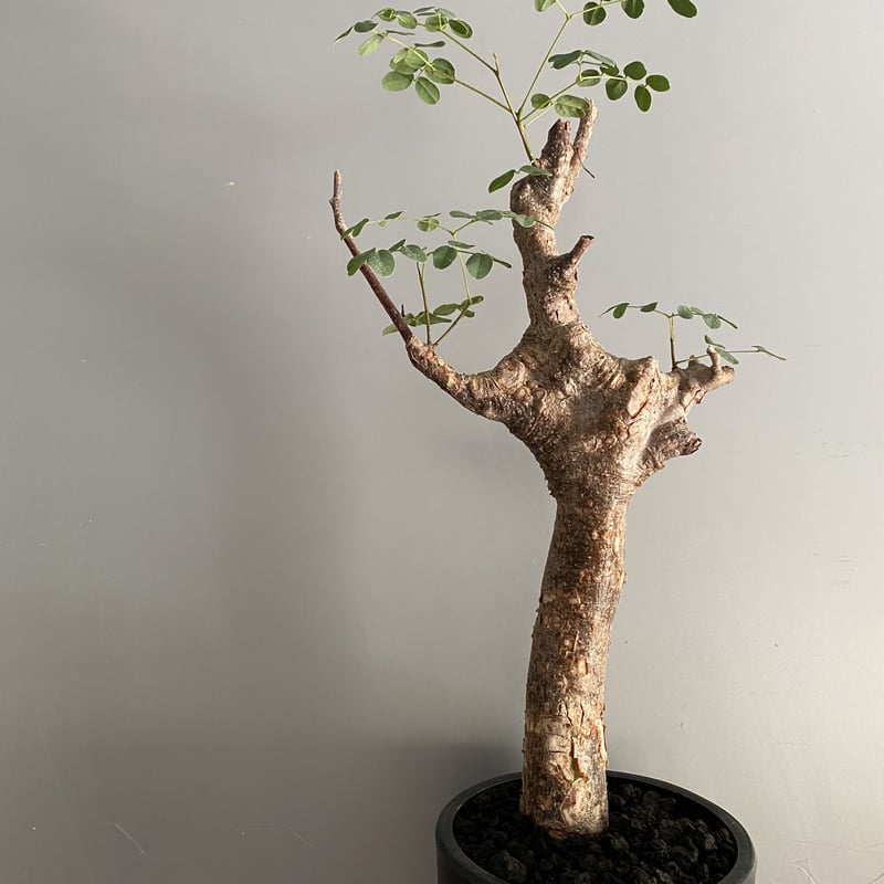 発根済 デロニクス プミラ BDP-08 | Botanical Holic