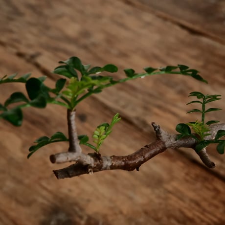 オペルクリカリア パキプス φ9.5cm［No.15］  ×   根本峻吾 作 S.N POT type.cylinder「 雷電 」limited color - Ocher - 4号 植木鉢