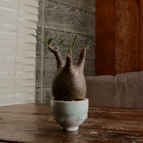 グラキリス - 象牙宮 -［No.131］  ×  小林 哲也 作 「雫」- bowl type - 2.5号 植木鉢