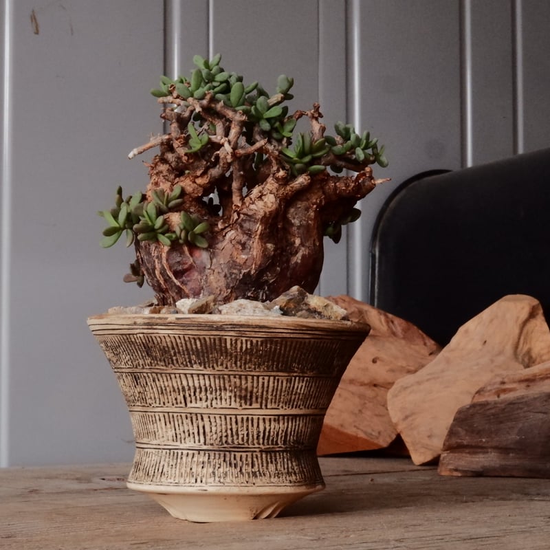 ケラリア ピグマエア 現地株 発根済［No.46］ × 森田昌求 作 「 Abstra