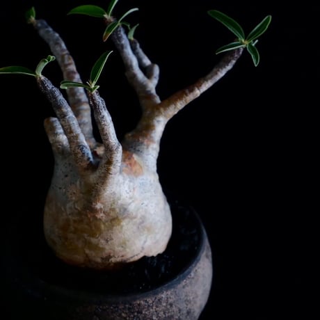 発根済 グラキリス 09  ×  " Black Wrap "［ 作家 : 沼野秀章 ］笠間焼 植木鉢