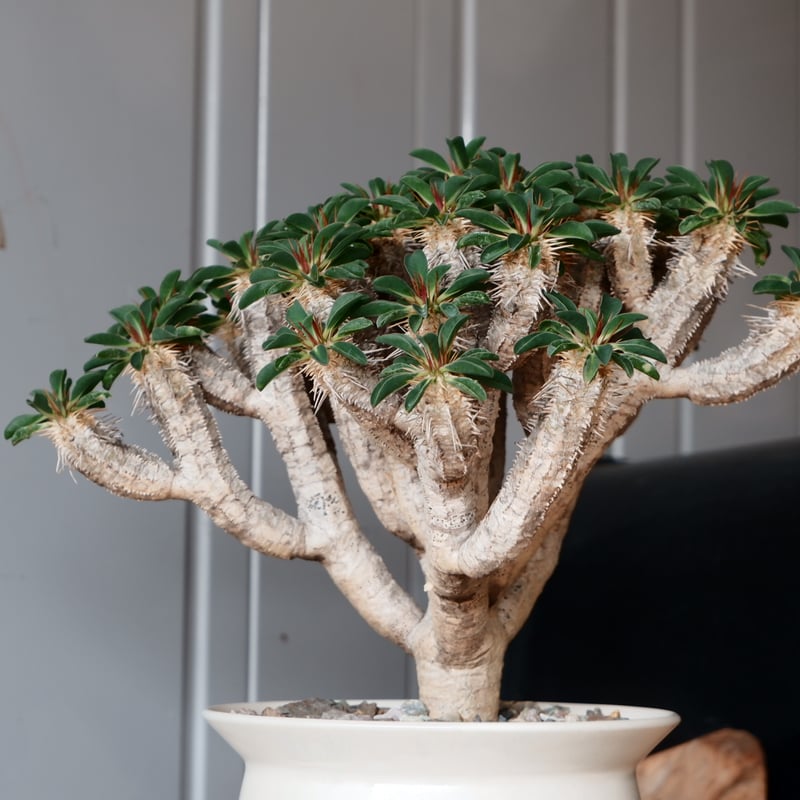 ユーフォルビア　ギラウミニアナ現地大株 ユーフォルビア ギラウミニアナ 特大株 現地株 発根済み