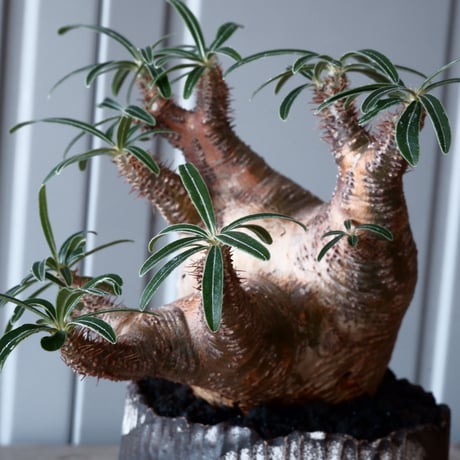 グラキリス φ8.5cm - 象牙宮-［No.30］× 根本峻吾 作 S.N POT type.round「 爪牙 -堕天白- 」3.5号鉢 笠間焼