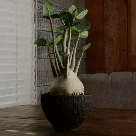 《丸型》アデニウム アラビカム " ドワーフ " φ10cm［No.13］  ×   沼野秀章 作「 black wrap 」4号 植木鉢 笠間焼