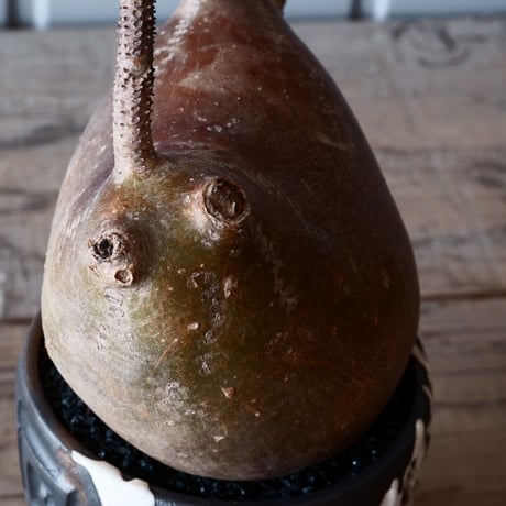 グラキリス φ12cm - 象牙宮-［No.01］× 根本峻吾 作 S.N POT type.round「 鐵-堕天黒- 」3.5号鉢 笠間焼