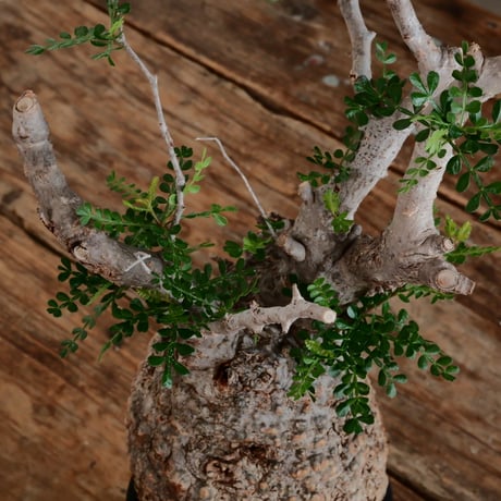 オペルクリカリア パキプス φ12cm［No.14］  ×   根本峻吾 作 S.N POT type.cylinder「 雷電 」limited color - Ocher - 4号 植木鉢