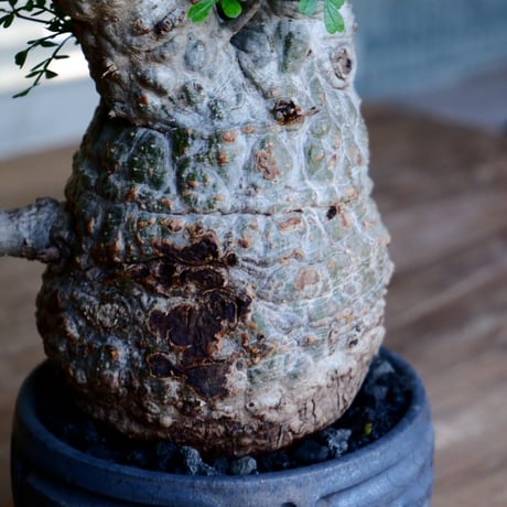 緑肌 オペルクリカリア パキプス［No.16］  ×  根本峻吾 作 S.N POT type.round「 鐡 - kurogane - 」4号 植木鉢