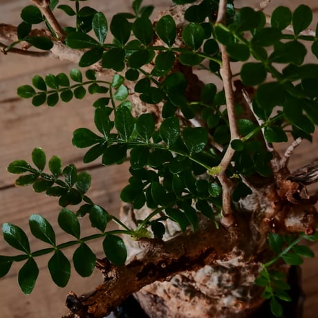 オペルクリカリア パキプス φ 7.5cm［No.35］  ×   根本峻吾 作 S.N POT type.slim「 鐡 - 黒焔 -」 3号 植木鉢