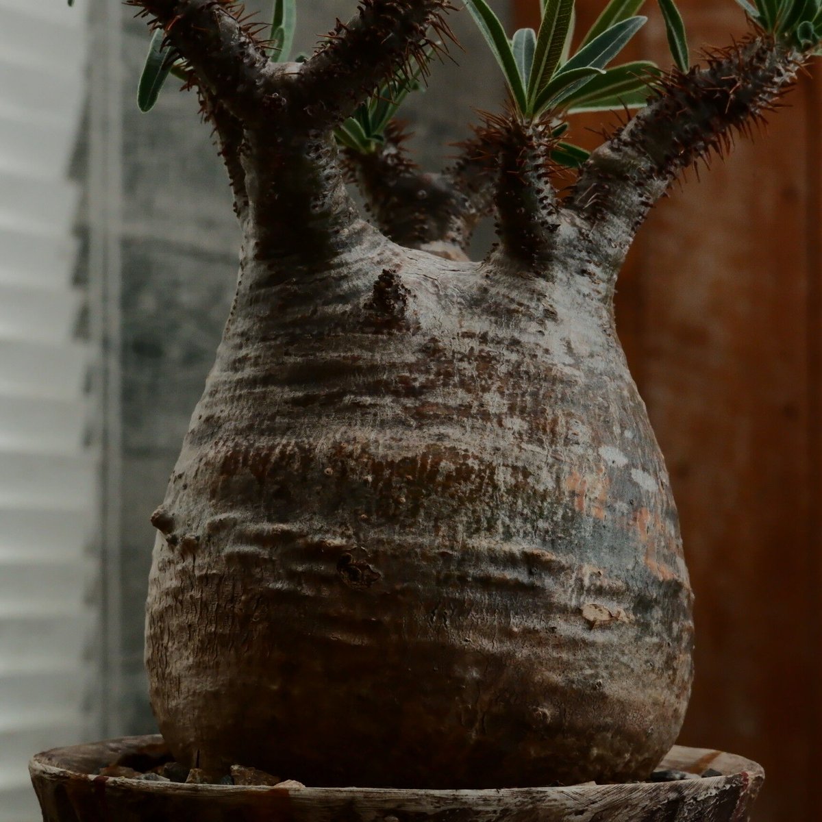 グラキリス S - 象牙宮 -［No.197］ × 沼野秀章 作「 刻ム音 」3.5号