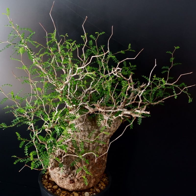 厳選ベアルート】オペルクリカリアパキプス/マダガスカル輸入 塊根植物