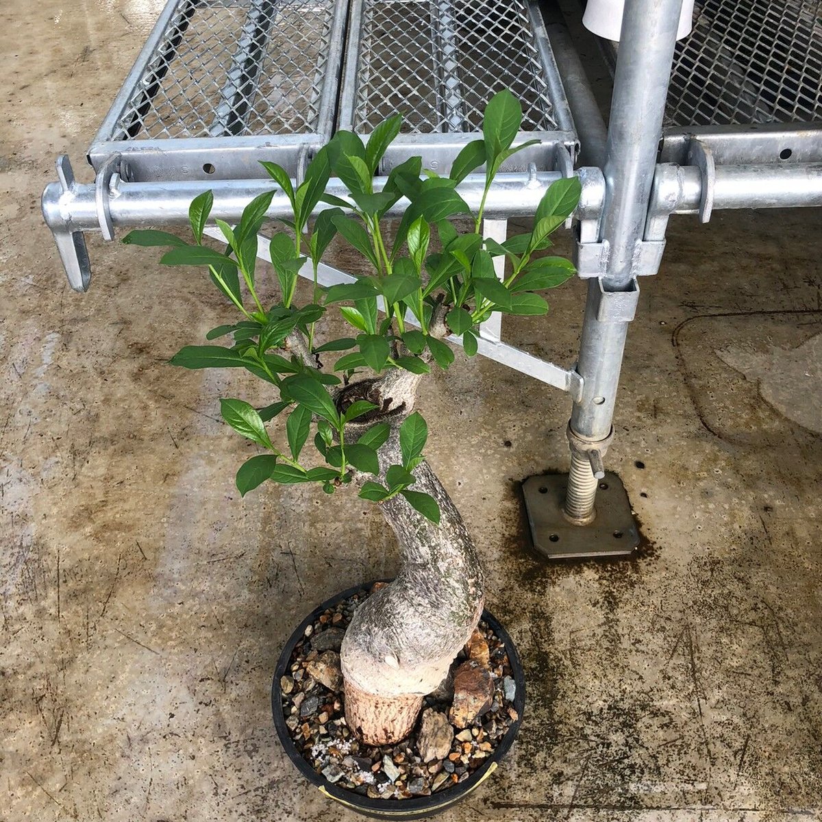 発根済み3年経過　バオバブ・アダンソニア fit=scale-down,w=1200