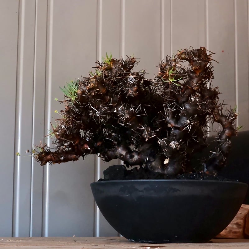 オトンナユーフォルビオイデス 現地球 冬型塊根植物 鉢ごと発送 注目