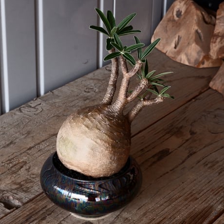 グラキリス φ9.5cm - 象牙宮-［No.47］× 坂本新 作 作品【 LUSTER BLACK 】3号 植木鉢 笠間焼