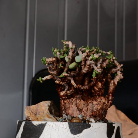 ケラリア ピグマエア［No.79］  × 沼野秀章 作品【  Black Wrap 】3号 植木鉢 笠間焼
