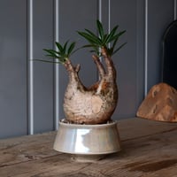 グラキリス φ10cm - 象牙宮-［No.46］× 坂本新 作 作品【 LUSTER GREY 】3号 植木鉢 笠間焼