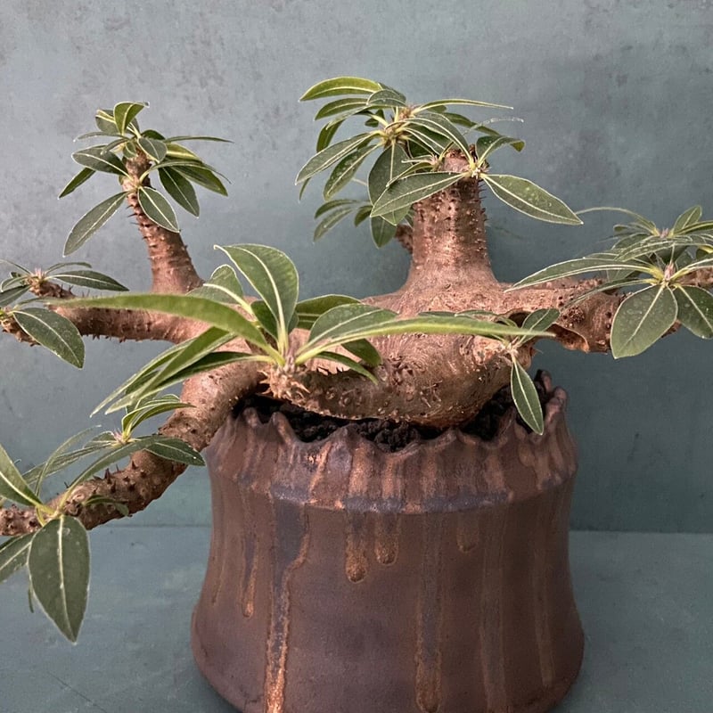 マカイエンセ Z型 発根済コーデックス パキポディウム 塊根植物