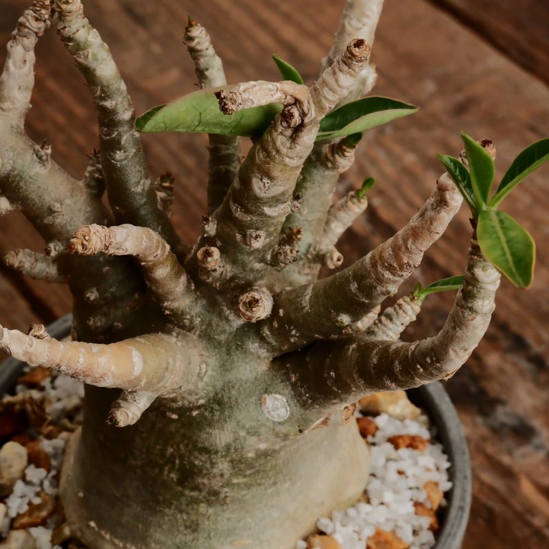 アデニウム アラビカム 