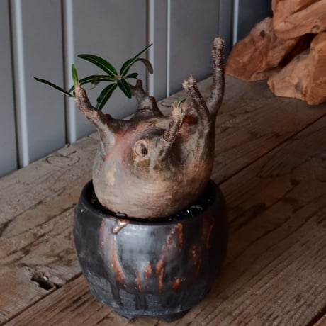 グラキリス φ9.5cm - 象牙宮 -［No.99］  × 磯部祐介 作「 円 - en - "闇落ち "」3.5号 植木鉢 笠間焼