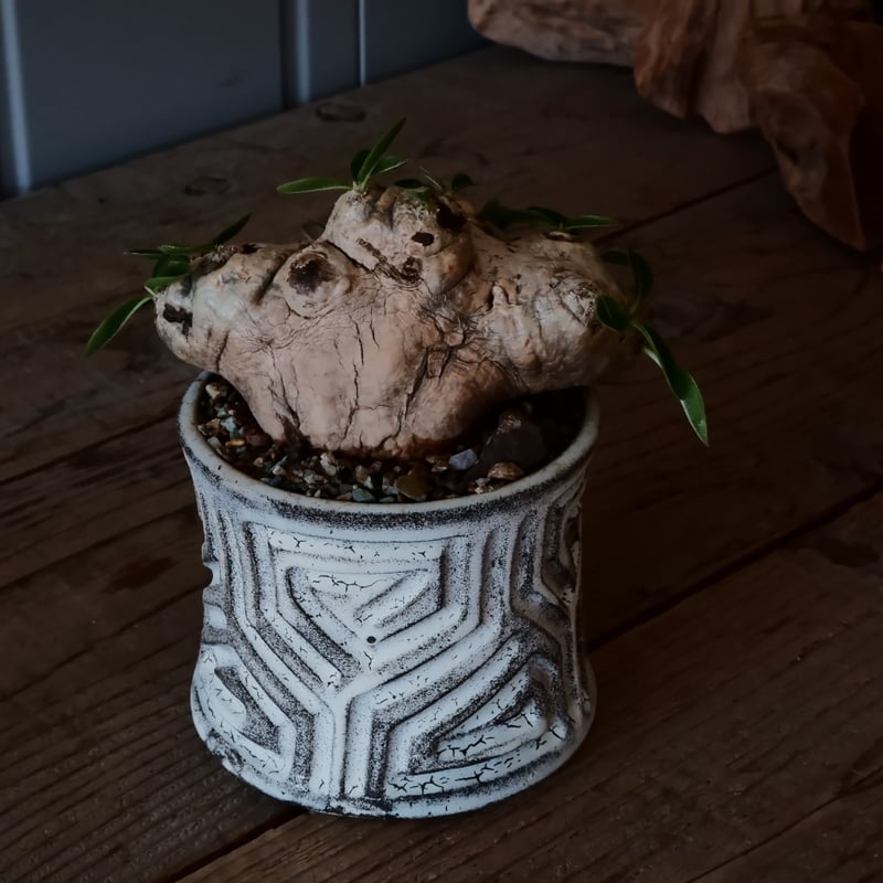 パキポディウム ブレビカウレ - 恵比寿笑い -［No.28］ × 根本峻吾 作