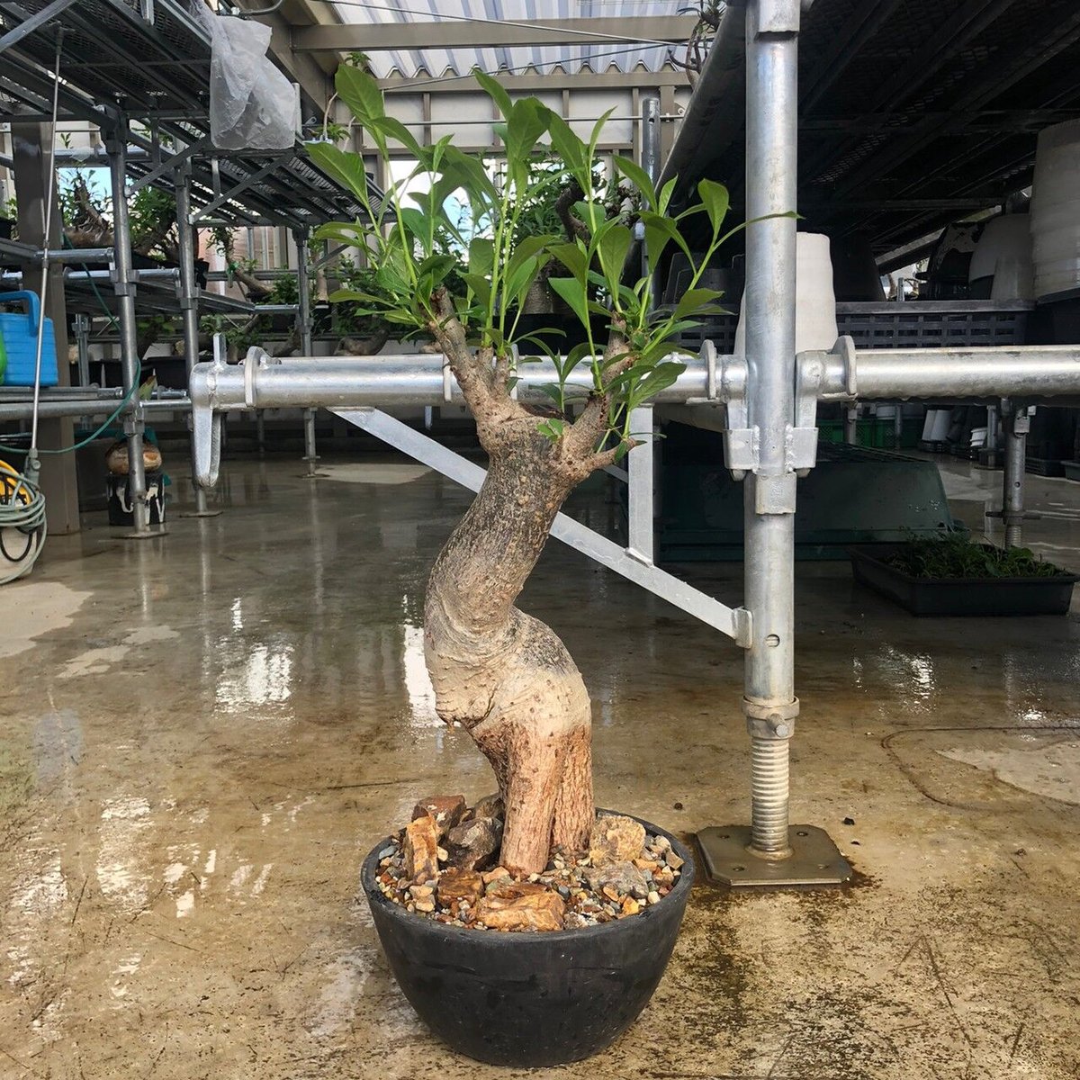 特大 バオバブ アダンソニア 変形タイプ / Baobab Adansonia［No.01］