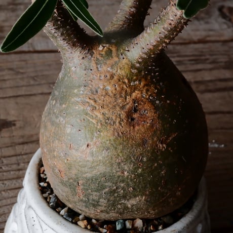 グラキリス φ8cm  - 象牙宮- ［No.34］  ×   根本峻吾 作 S.N POT type.cylinder - low「 月光ノ鐵」3号 植木鉢 笠間焼