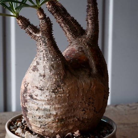 グラキリス φ10cm - 象牙宮-［No.46］× 坂本新 作 作品【 LUSTER GREY 】3号 植木鉢 笠間焼
