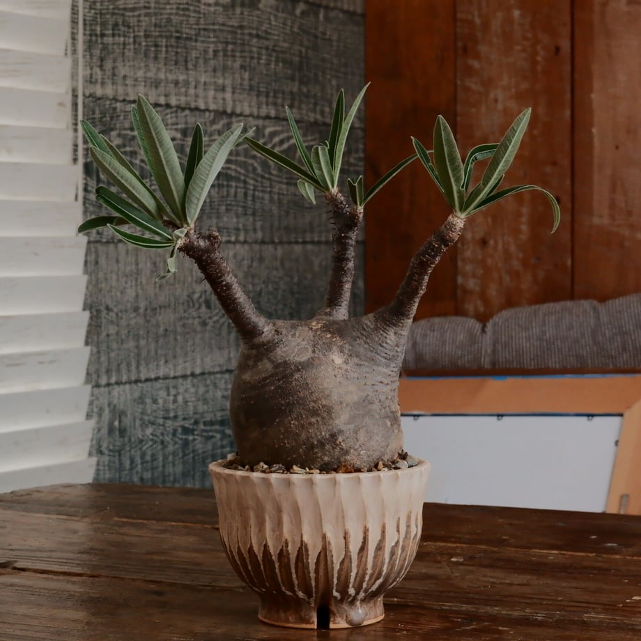 648006bcb3801a003121baa4