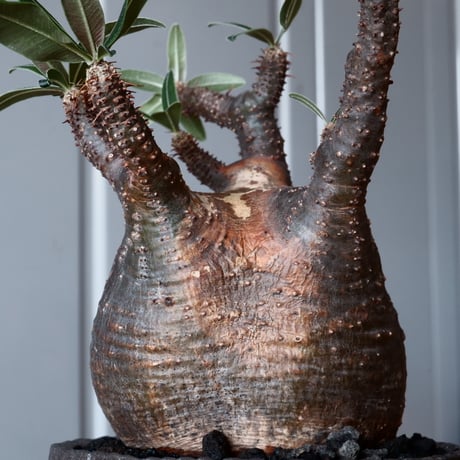 グラキリス φ8.5cm - 象牙宮 - ［No.37］  ×   沼野秀章 作「 black wrap 」3号 植木鉢 笠間焼