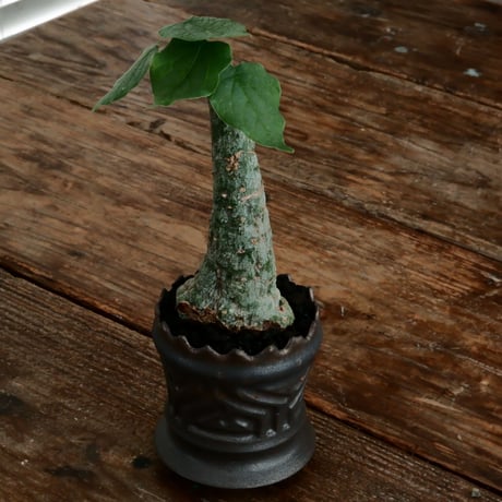 アデニア クリスタルグリーン［No.55］  ×   根本峻吾 作 S.N POT type.slim「 鐡 - 黒焔 - 」3号 植木鉢 笠間焼
