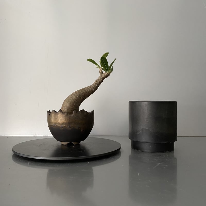 TOKY 望月薫 Jasugan Sidewinder セット ORIGINAL POT “Jasugan