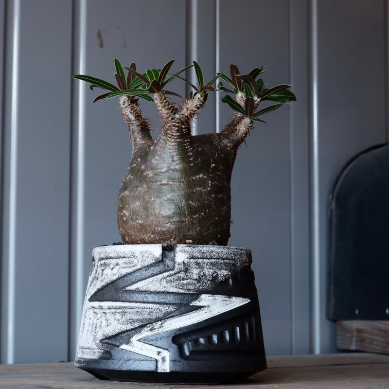 グラキリス φ8cm - 象牙宮- ［No.04］× 根本峻吾 作 S.N POT type.