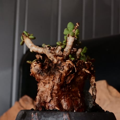 ケラリア ピグマエア［No.73］  × 磯部祐介 作品【 円 - 闇堕ち - 】2.5号 植木鉢 笠間焼