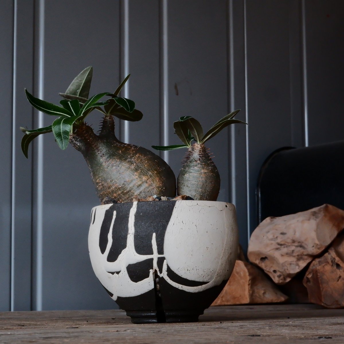 人気のチビグラキリス2個セット＋沼野秀章鉢