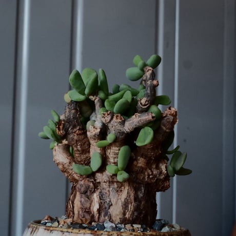 ケラリア ピグマエア［No.45］  × 磯部祐介 作品【 円 - en - "彩り" 】2.5号 植木鉢 笠間焼