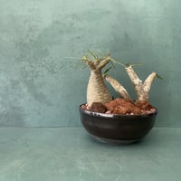 Madagascar Red Rock - 紅玉砂利 -  ［ No.1 ］