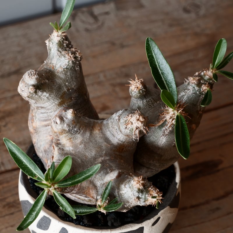 ブレビカリックス　コレクション株 中株 パキポディウム ブレビカリックス 輸入株［No.20］ × 沼野秀章