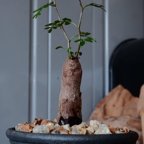 【根挿し】オペルクリカリア パキプス ［No.10］  ×   與那嶺大輔 作 「琉球飛鉋」3号 植木鉢