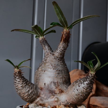 三頭 グラキリス φ8cm  - 象牙宮- ［No.33］  ×   根本峻吾 作 S.N POT type.slim「 月光ノ鐵」3号 植木鉢 笠間焼