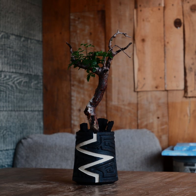 コミフォラボラネンシス大株発根済★モンストローサエイルピュアカタフパキプス Commiphora Boranensis コミフォラ ボラネンシス 発根済現地株