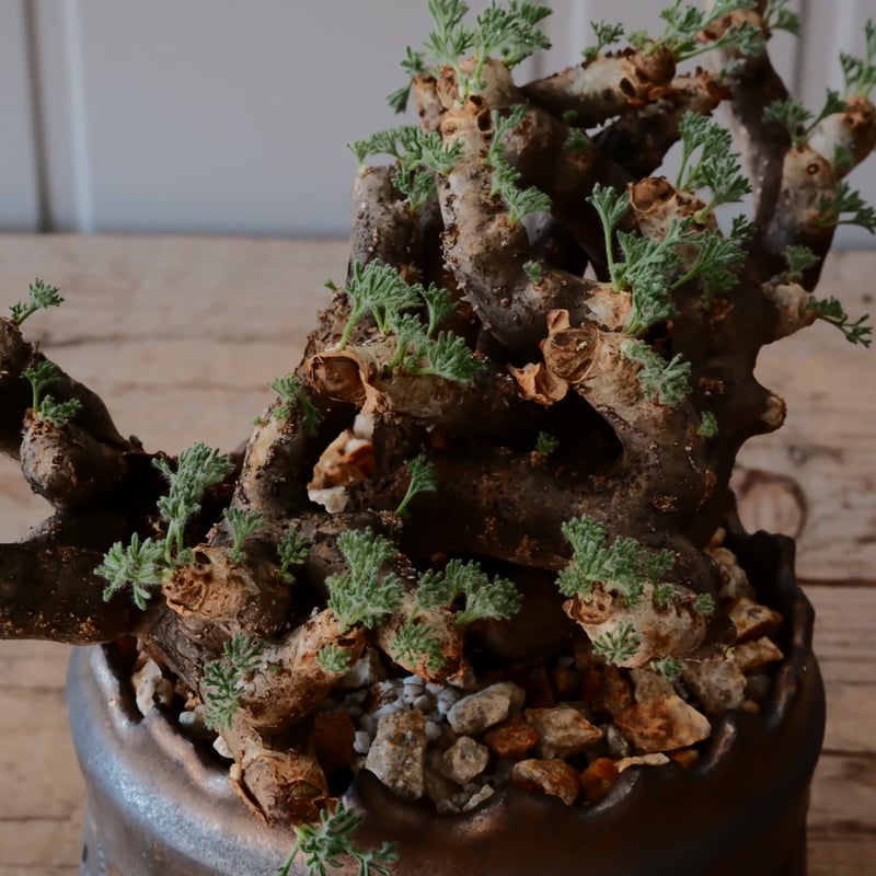 ムルチフィズム 厳選株 発根済み 現地球 ムルチ サルコカウロン