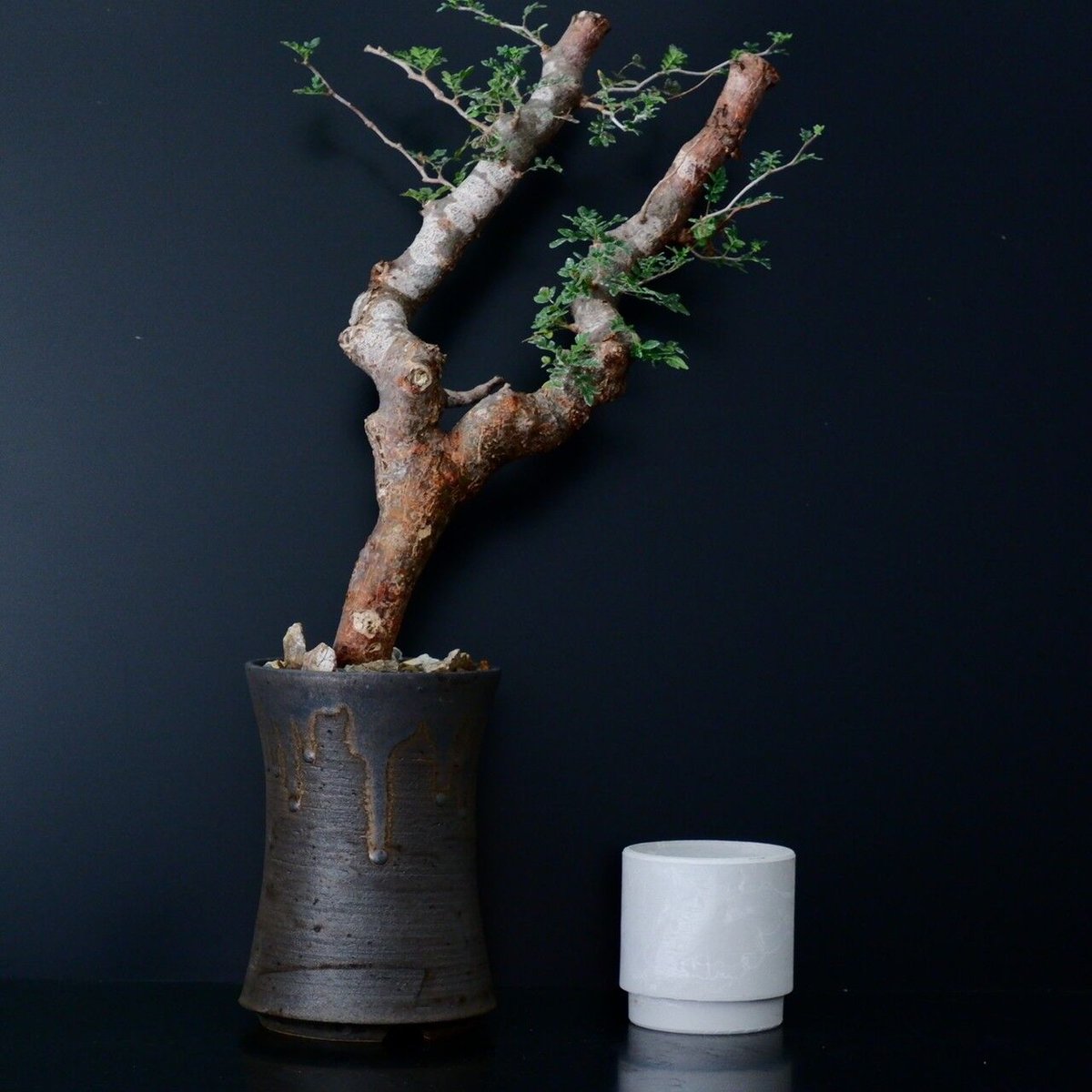 ボスウェリアネグレクタ☆サクラナナホリダスコミフォラエイルモンスト